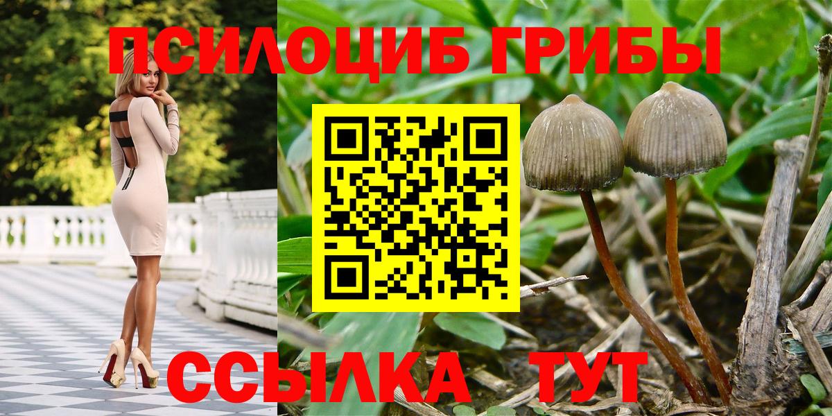 Псилоцибиновые грибы Psilocybe  Армавир 